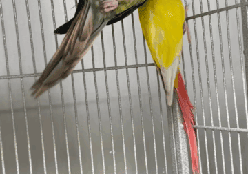 Bonded Breeding Pair Green Cheek Conures